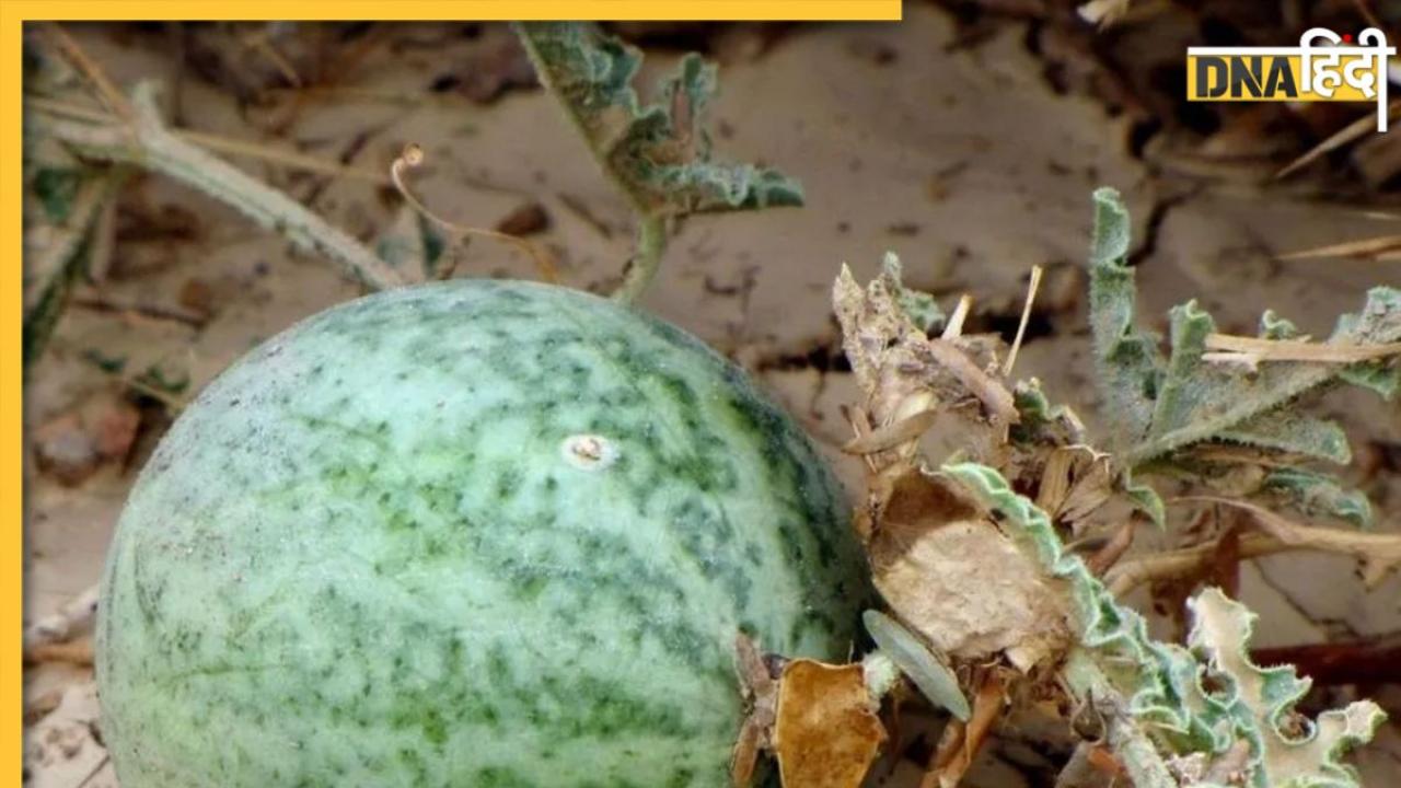 गुणों से भरपूर है बिटर एप्पल, जानें सिर से पांव तक इसके फायदे