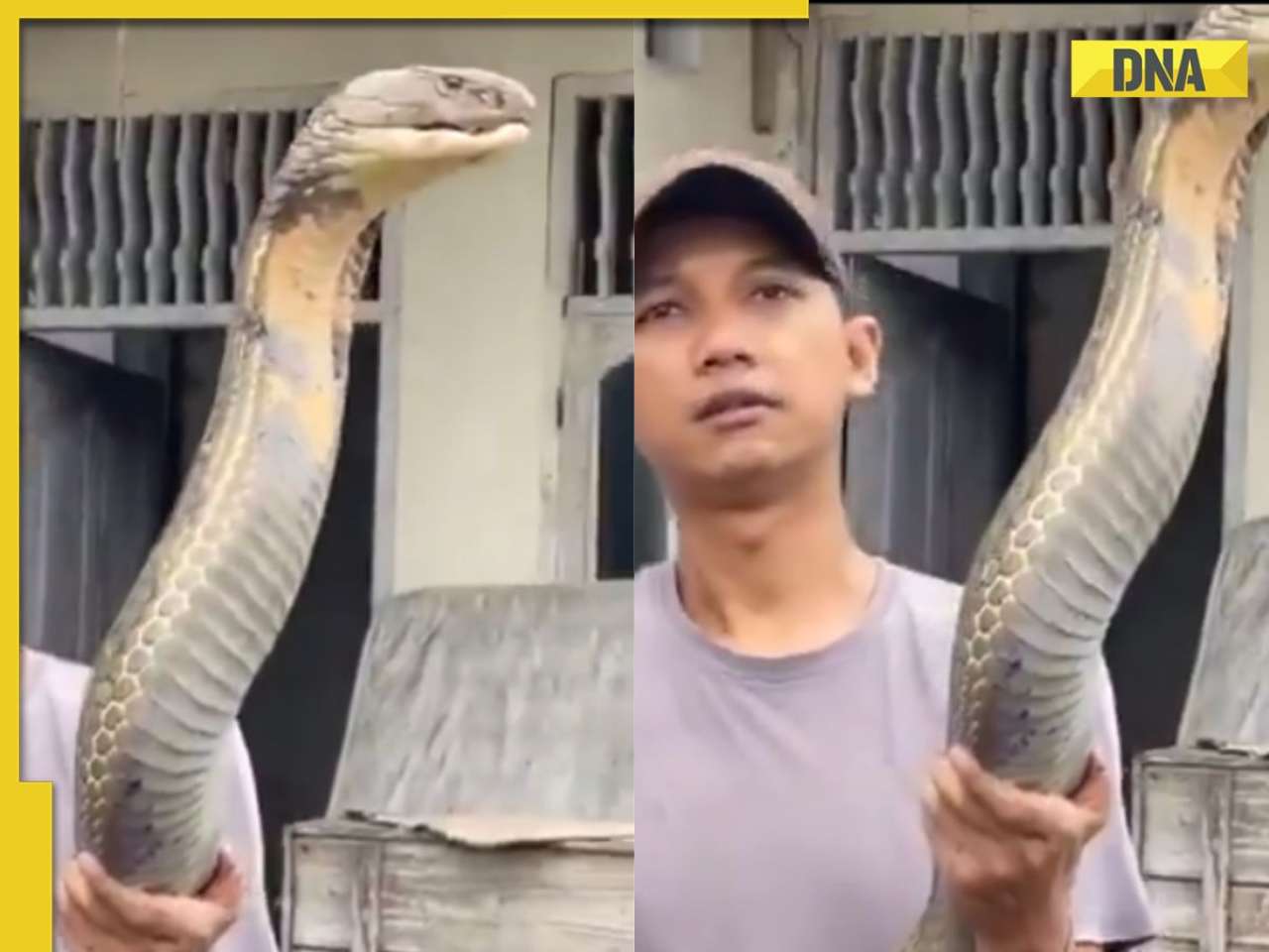 Viral video: Man fearlessly holds 18-foot king cobra with bare hands, netizens say 'I can't believe this'