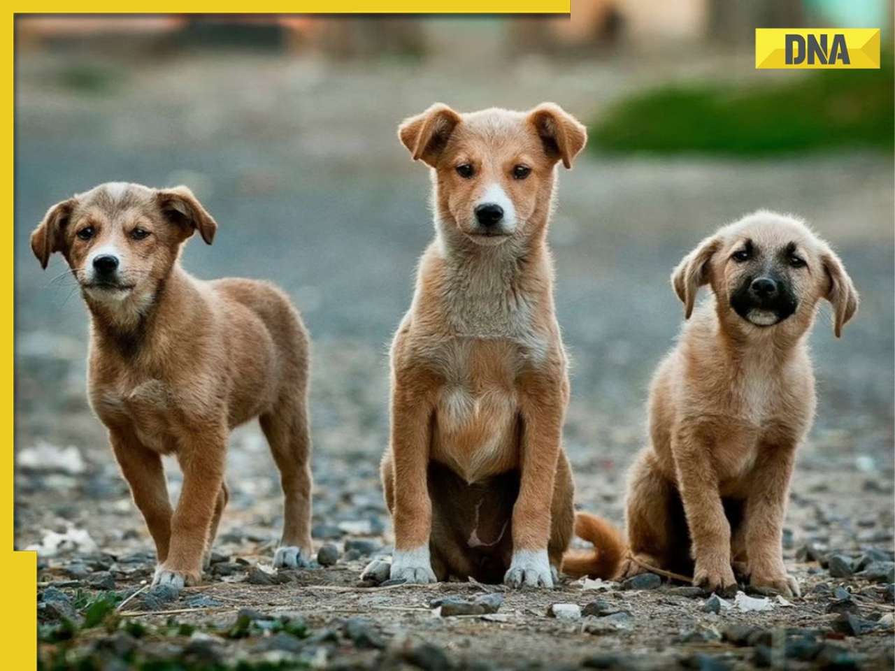 'Superb initiative': Bengaluru wins hearts with plan to feed chicken and rice to stray dogs