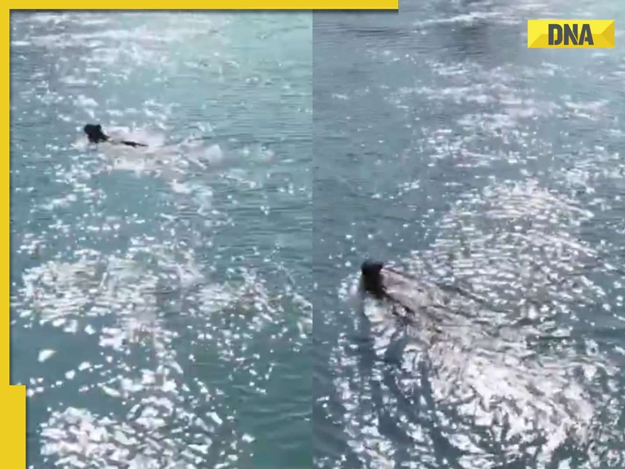 'These are true treasures of...': Drone captures stunning moment as leopard crosses river after release