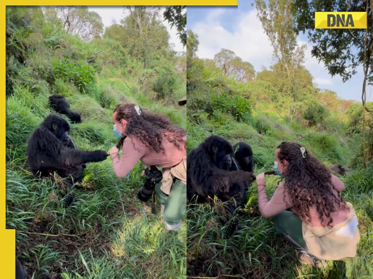 'That's a girl's girl': Viral video shows Gorilla pulling woman’s hair, jealous mate steps in dramatically