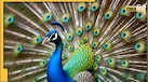 Peacocks Dancing: क्या मोर नाचते हैं तो पक्का होती है बारिश? महज कहावत, या कुछ और है असली वजह 
