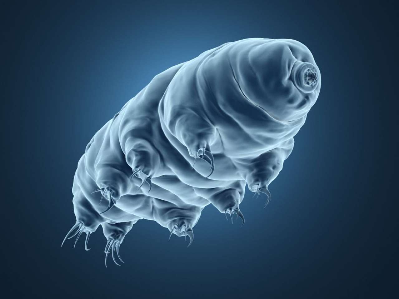 Tardigrade experiment