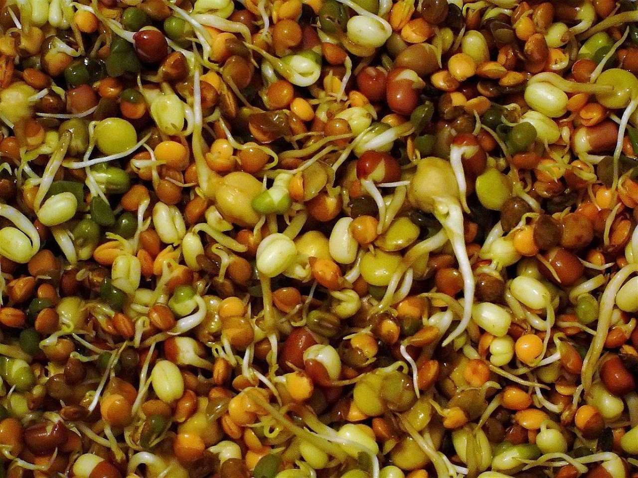 Sprouting of methi and moong seeds