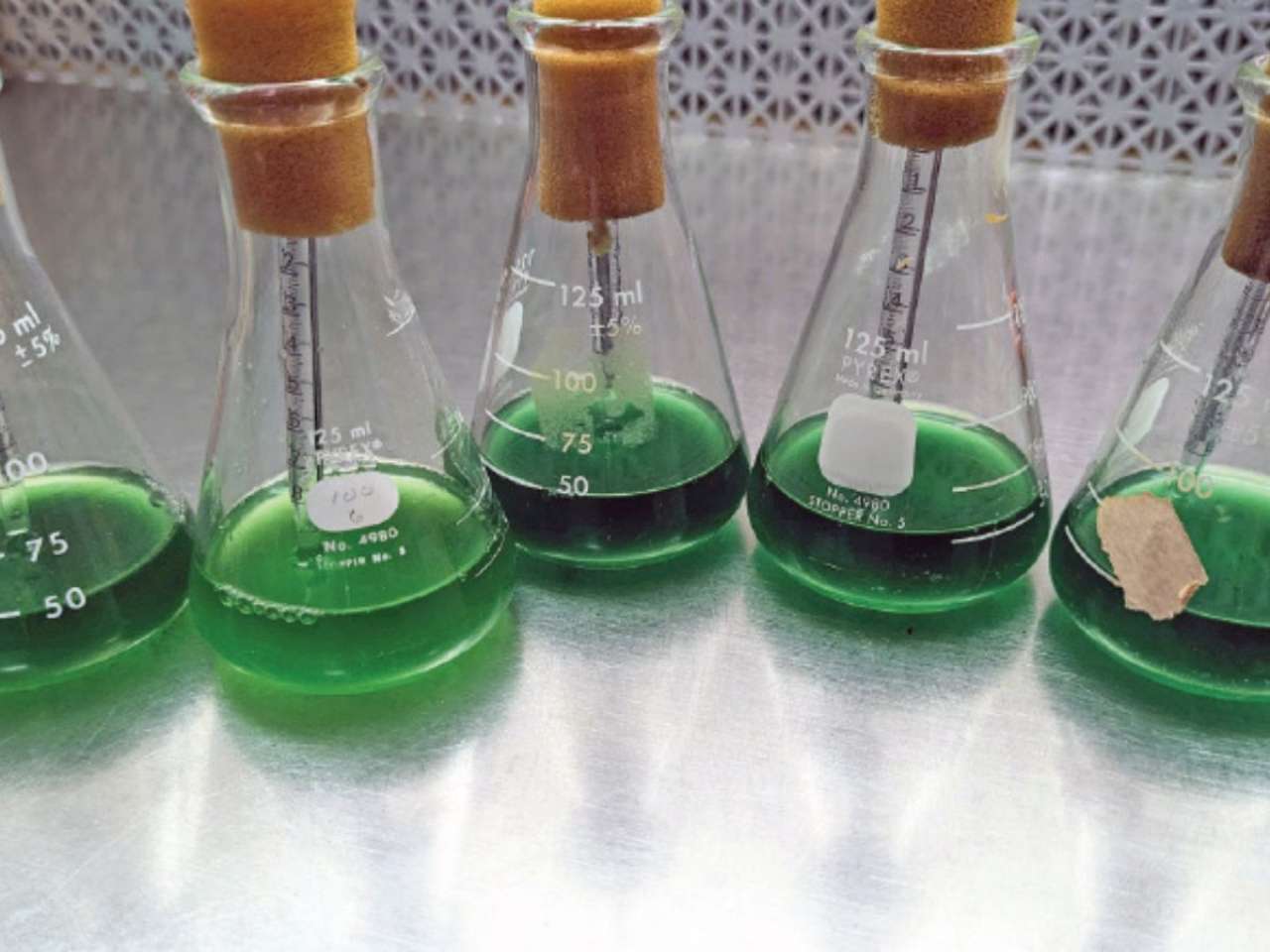 Cyanobacteria experiment