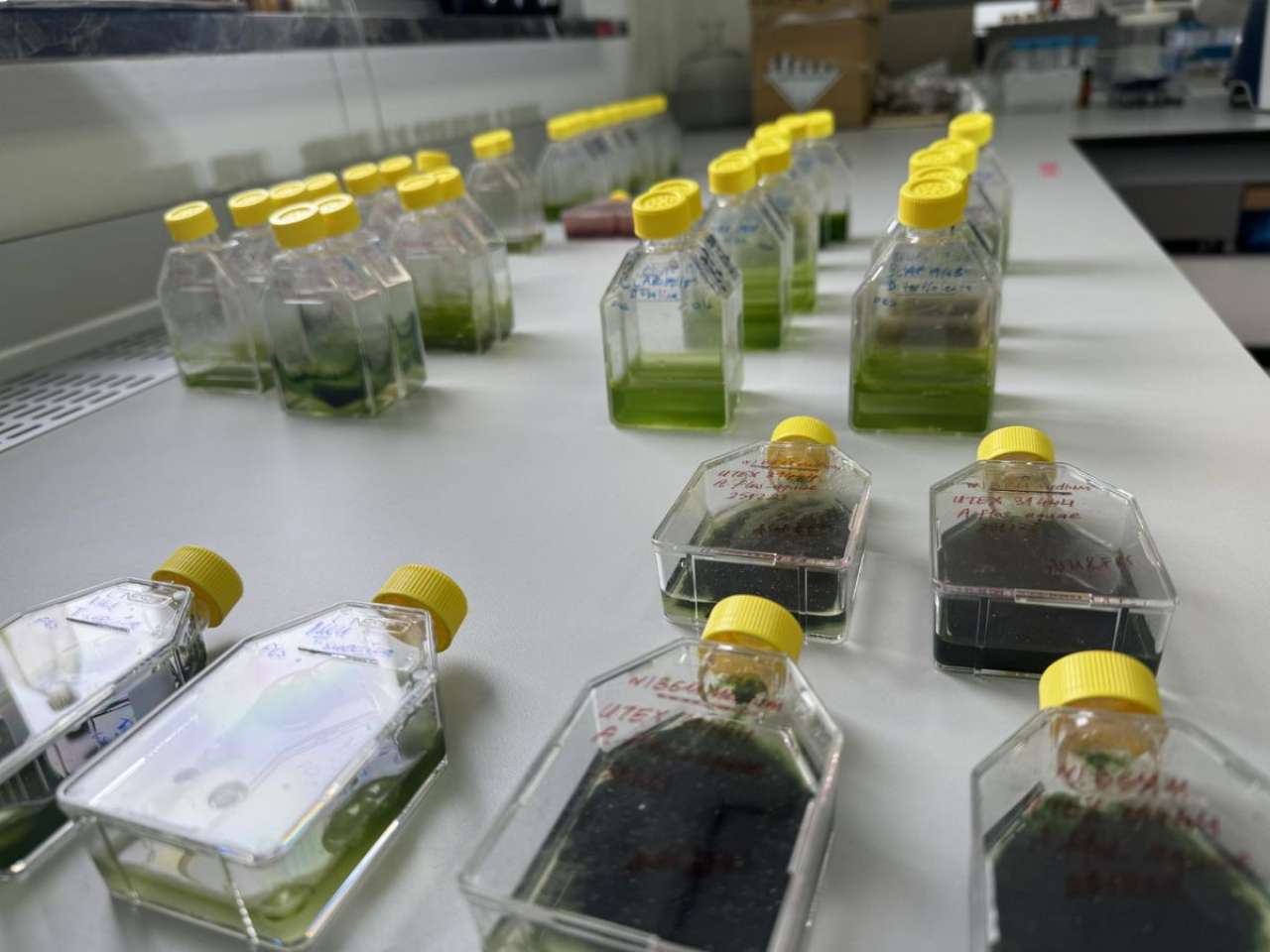 Microalgae experiment