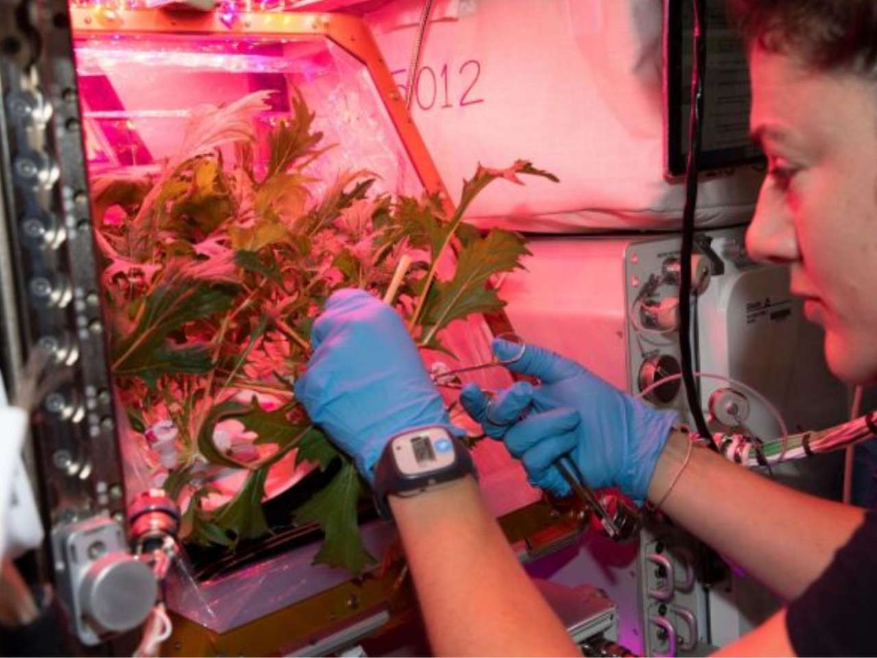 Crop seeds in ISS