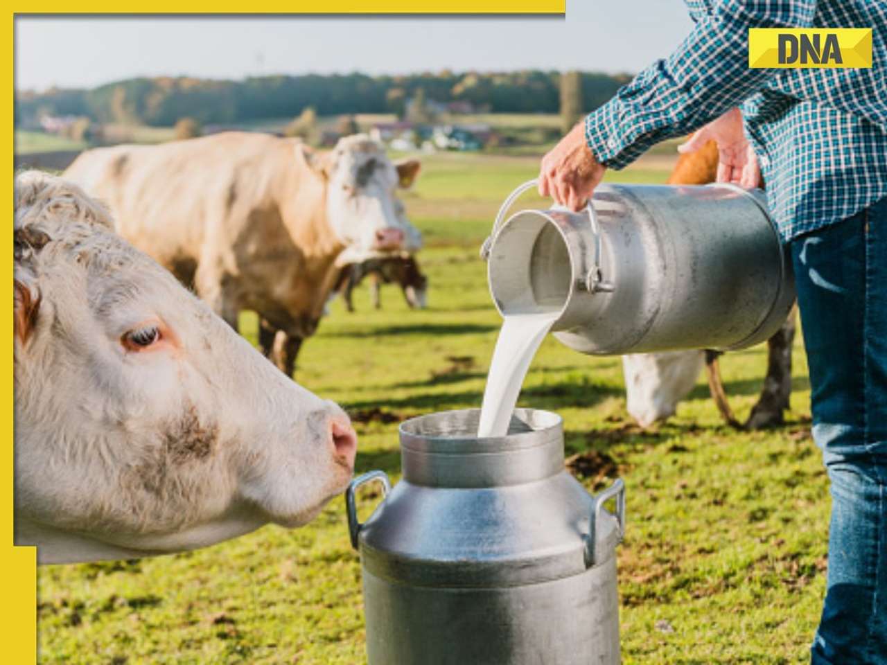 What is non-veg milk? Know its connection with India-US trade talks 