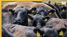 क्या होता है Non-Veg Milk जिस पर भारत-अमेरिका में ठन गई? 