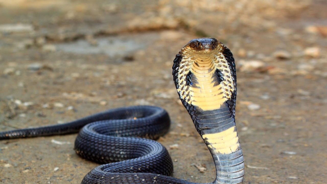 Why are cobras the most dangerous
