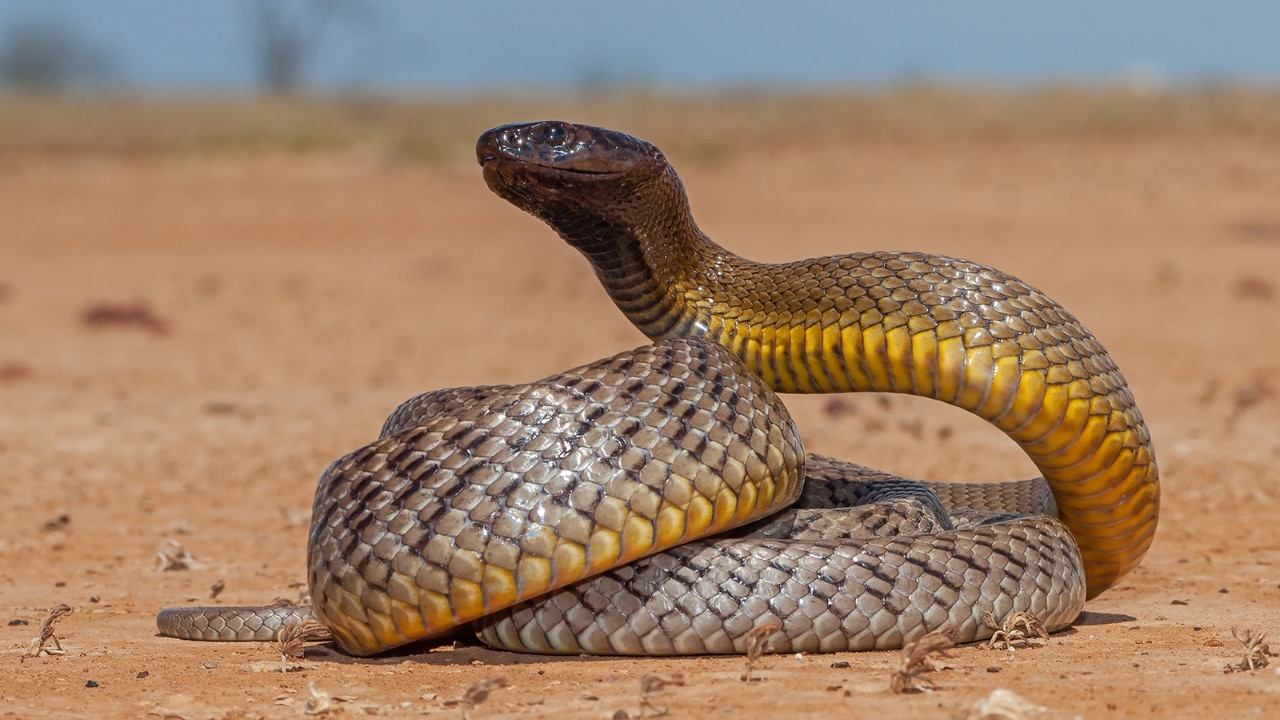 Inland Taipan