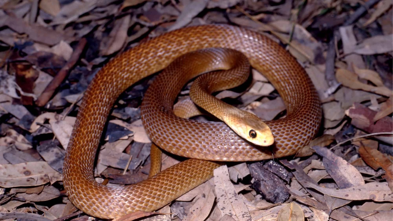 Coastal Taipan