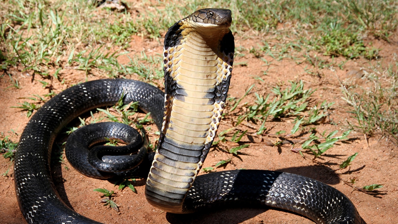King Cobra