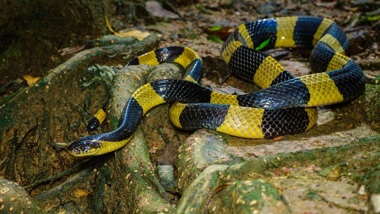 Banded Krait