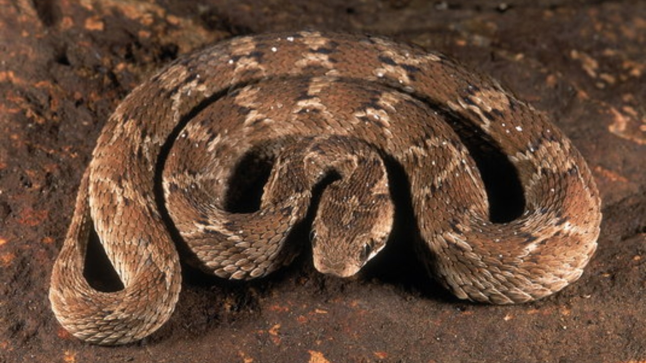Saw-Scaled Viper