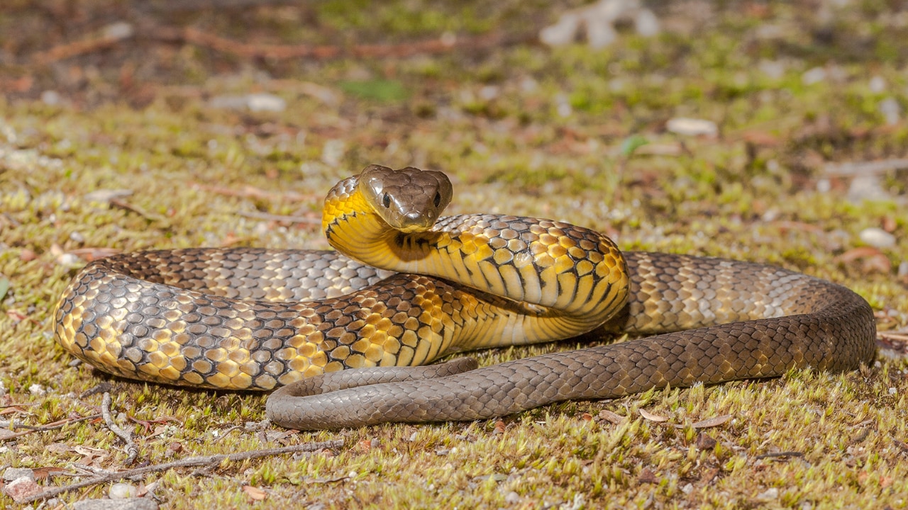 Eastern Tiger Snake