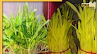 Happy Harela Wishes In Hindi: प्रियजनों को यहां से भेजें हरेला पर्व की हार्दिक शुभकामनाएं, जानें क्या है उत्तराखंड का यह लोकपर्व