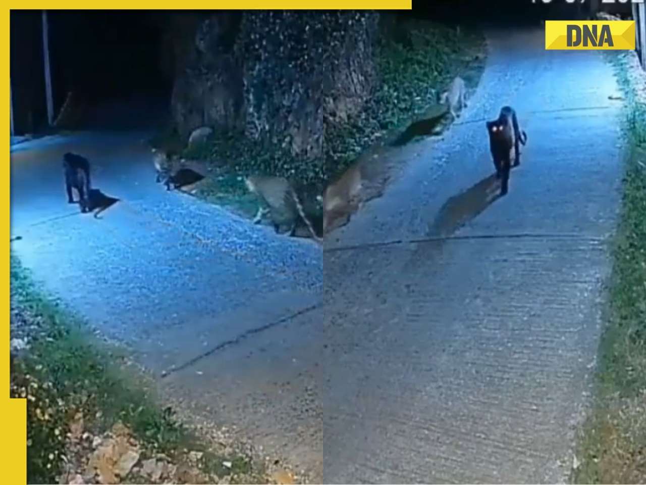 Viral video: Rare black panther spotted with two leopards in Tamil Nadu, netizens say 'seems they are on mission'