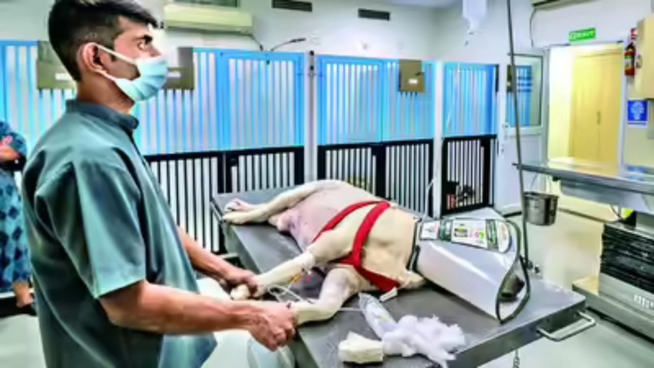 28 दिनों तक सही रह सकता है कुत्ते का खून