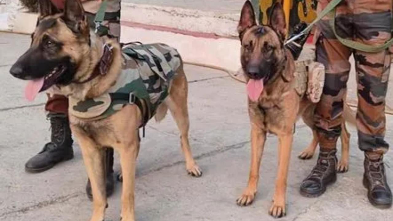 ब्लड डोनेट का कुत्तों पर होता है ऐसा असर