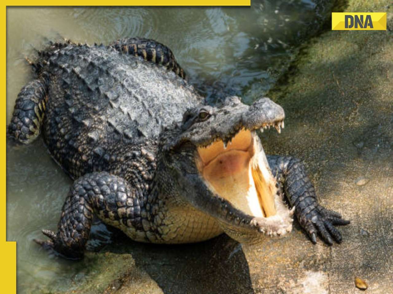 SCARY! Massive crocodile seen crawling across road in Gujarat's Vadodara as locals watch in horror, WATCH viral video 