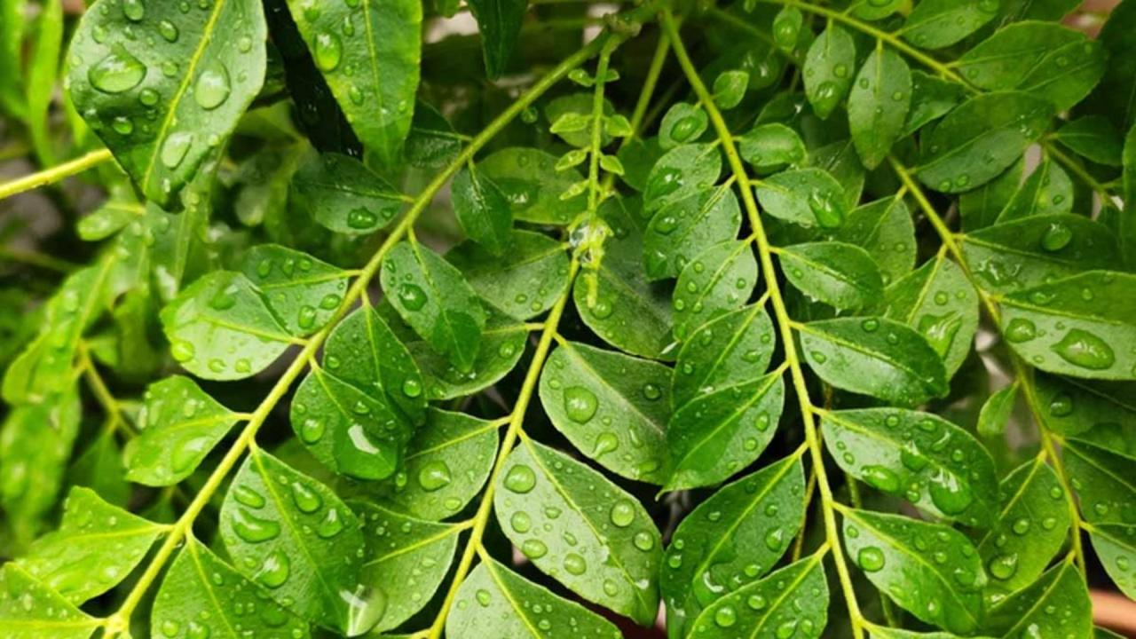 गलती से भी इस दिशा में न लगाएं