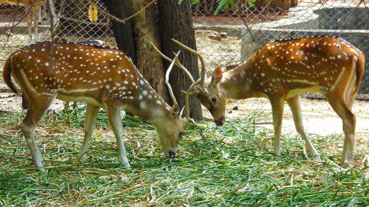 Deer Park