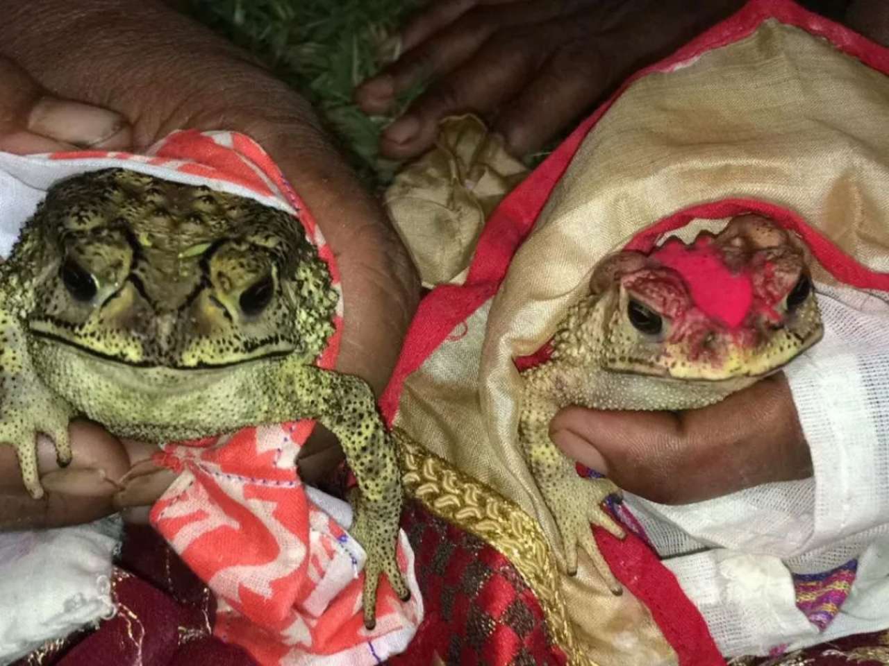 Frog marriages (Bhekuli Biya) in Assam