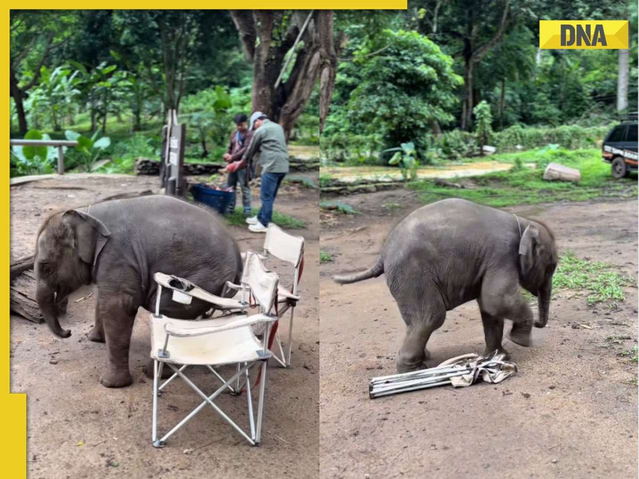 Viral video: Adorable baby elephant tries to sit on chair, netizens say 'somebody get this man sofa'