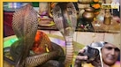 Nag Panchami 2025: कब है नाग पंचमी? क्यों चढ़ाया जाता है सांपों को दूध? जानें नागों की पूजा का महत्व