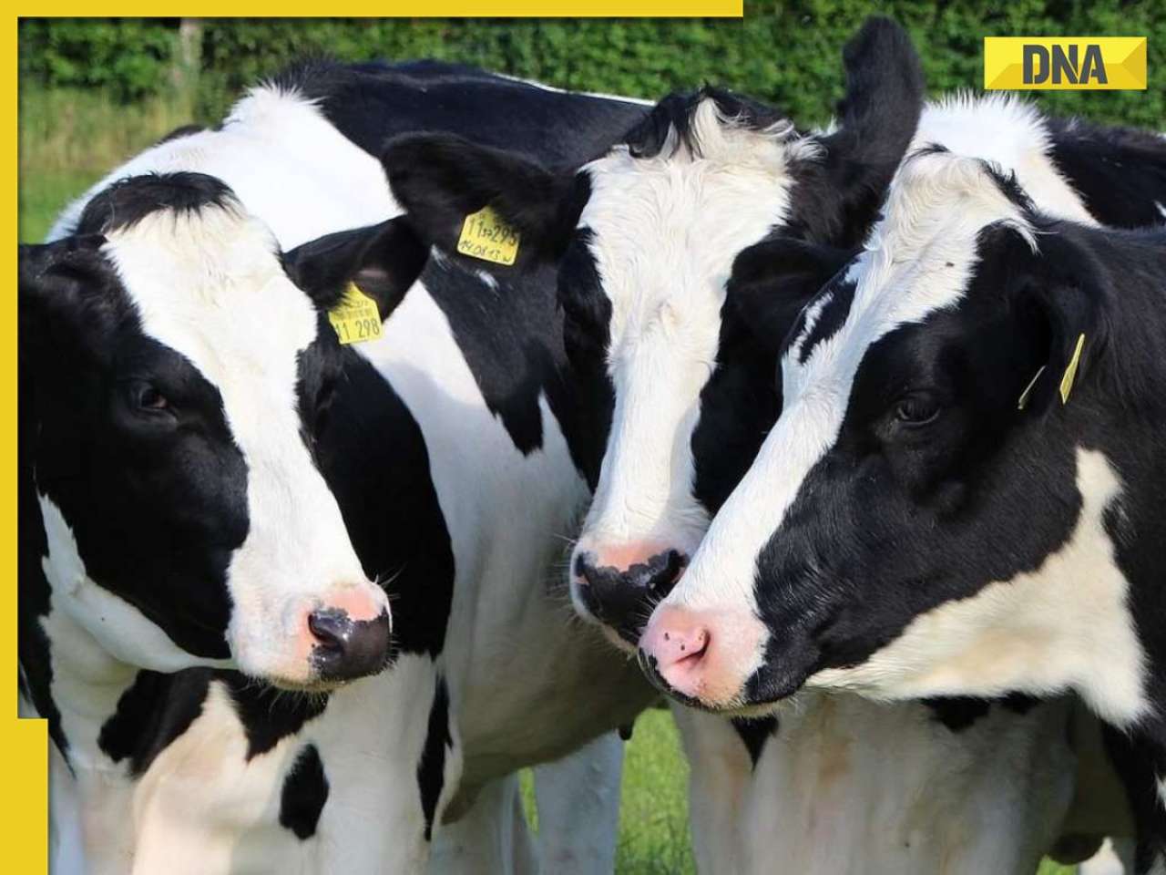 American beef is back in Australia after 20-years long ban lifted, US president Donald Trump says, 'will sell so much...'