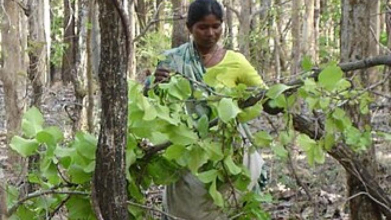 इसी पेड़ का क्यों होता है इस्तेमाल?