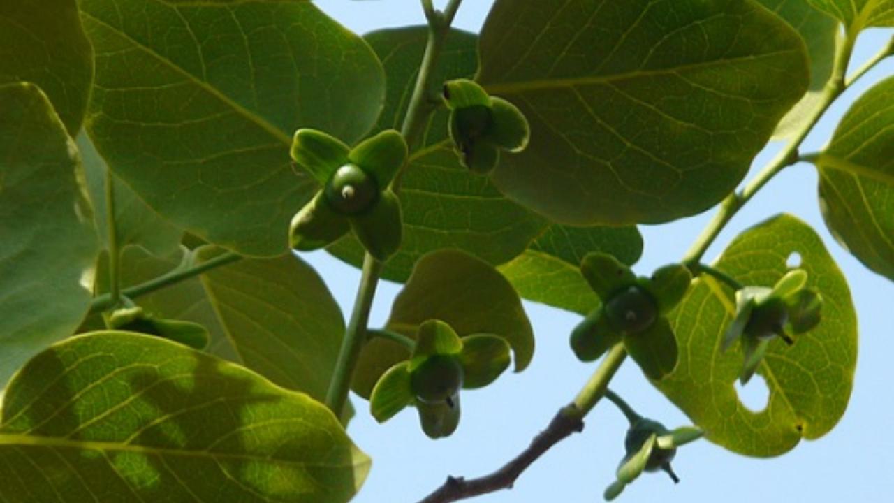 पुरुष या महिला कौन ज्यादा बनाता है बीड़ी?