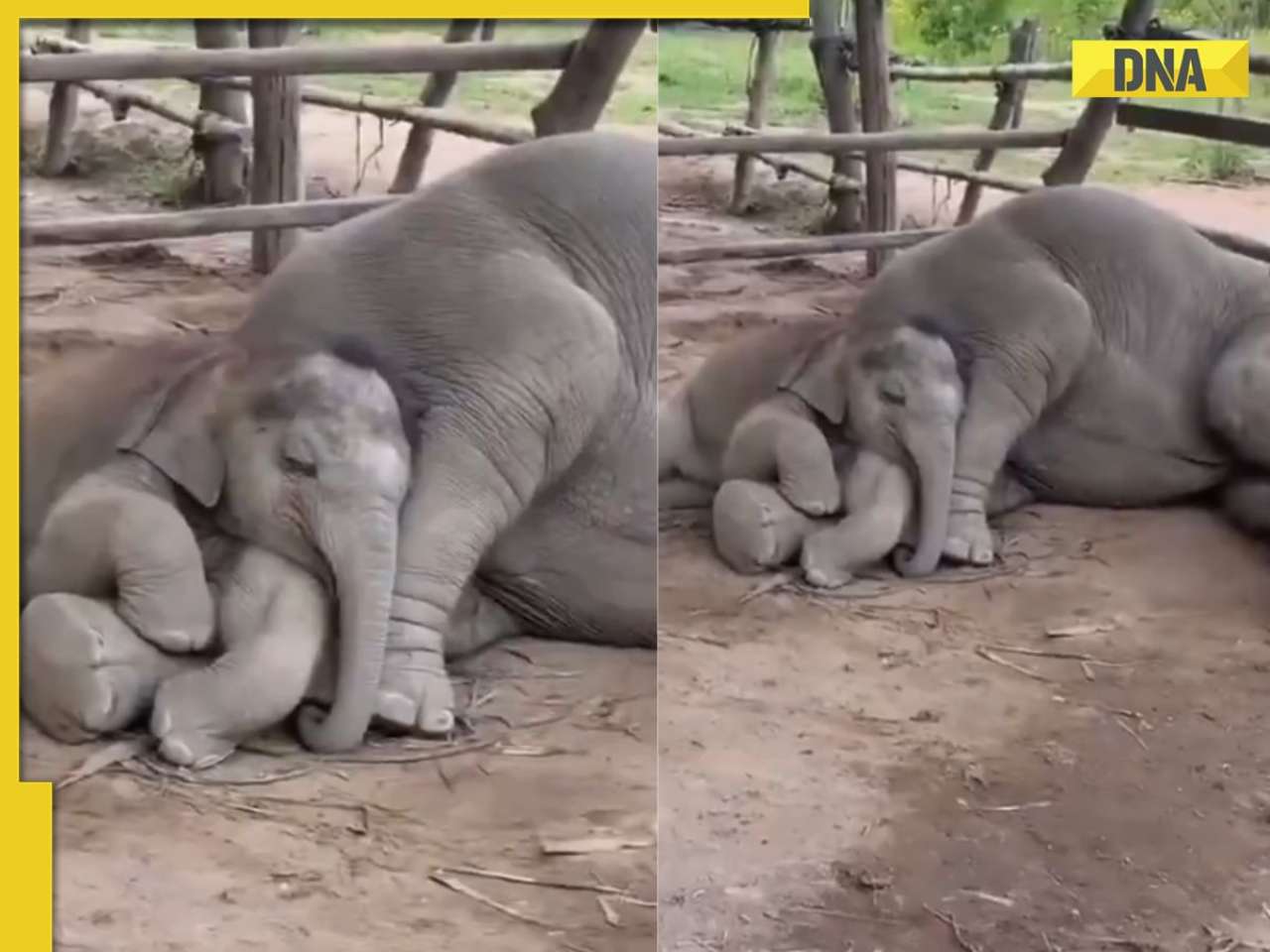 'Chotu is smiling': Adorable video of baby elephant sleeping on its mother's lap melts hearts 
