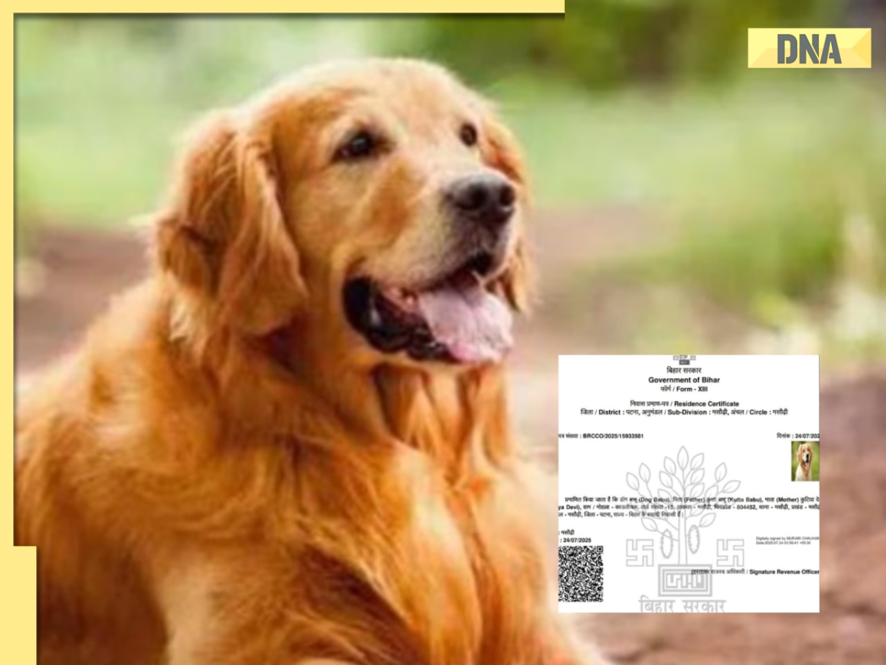 Amid Bihar SIR row, 'Dog Babu' gets residence certificate; probe underway