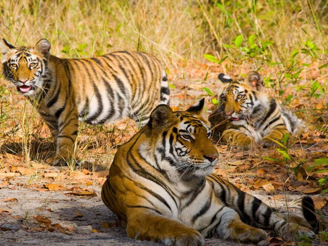 Bandhavgarh National Park, Madhya Pradesh