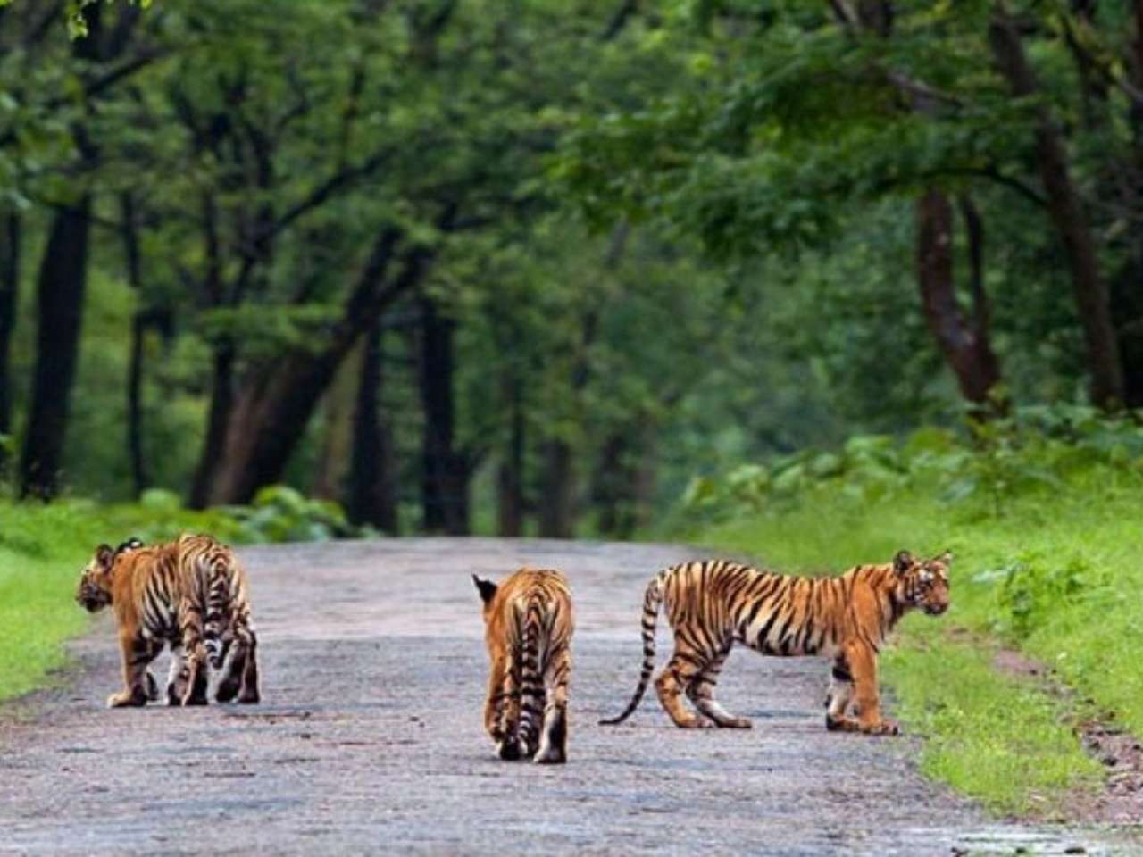 Tadoba-Andhari Tiger Reserve, Maharashtra