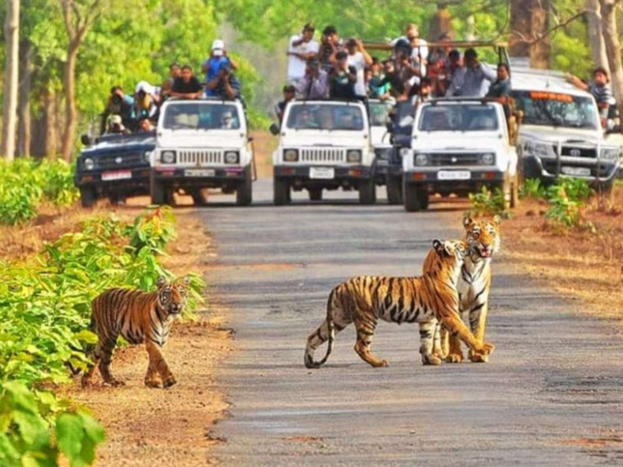 Kanha Tiger Reserve, Madhya Pradesh