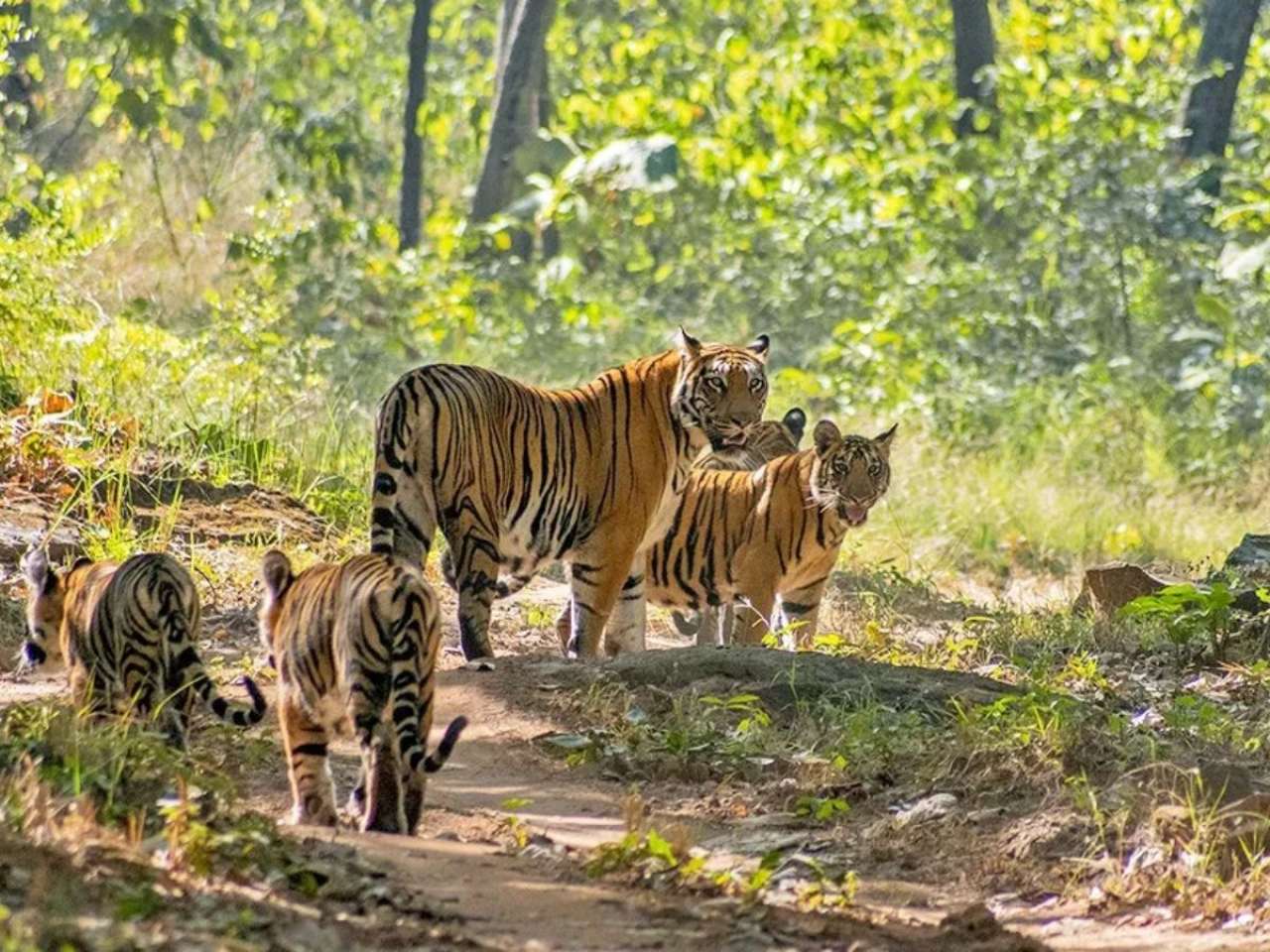 Satpura Tiger Reserve, Madhya Pradesh