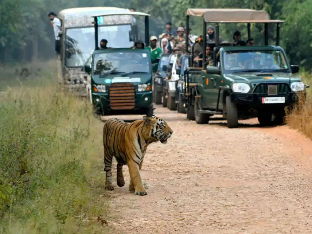 Pench National Park, MP and Maharashtra