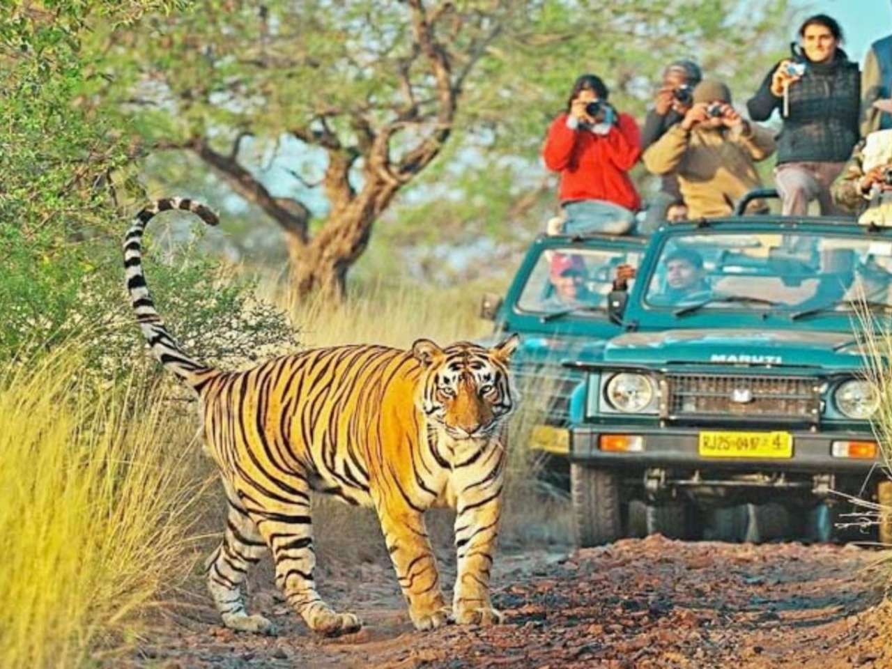 Ranthambore National Park, Rajasthan