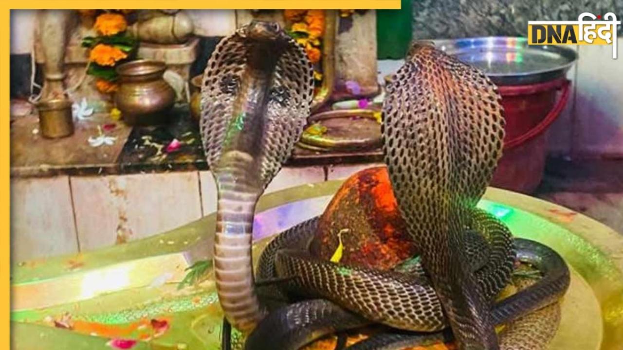 Nag Panchami 2025: नाग पंचमी के अवसर पर यहां से शेयर करें शुभकामना संदेश, प्रियजनों को दें बधाई
