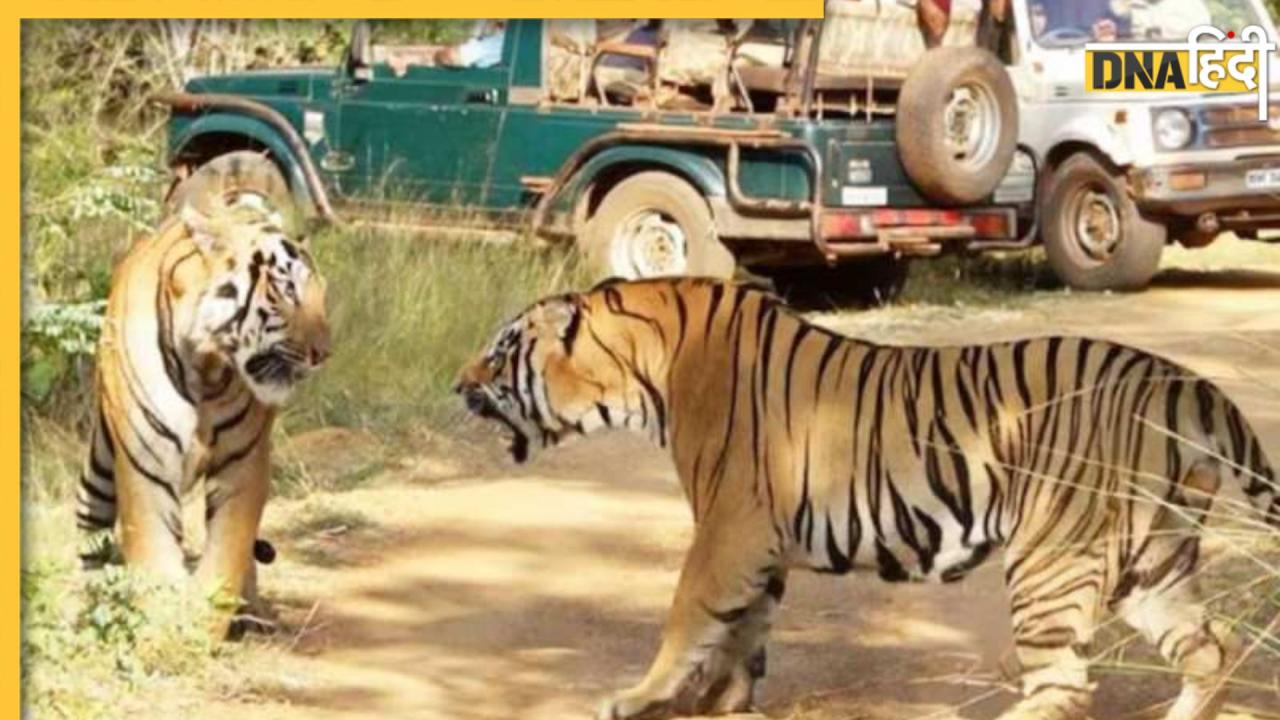 International Tiger Day 2025: आज है अंतरराष्ट्रीय बाघ दिवस, टाइगर प्रेमियों के लिए बेस्ट हैं ये 5 जगहें, करीब से देख सकते हैं बाघ