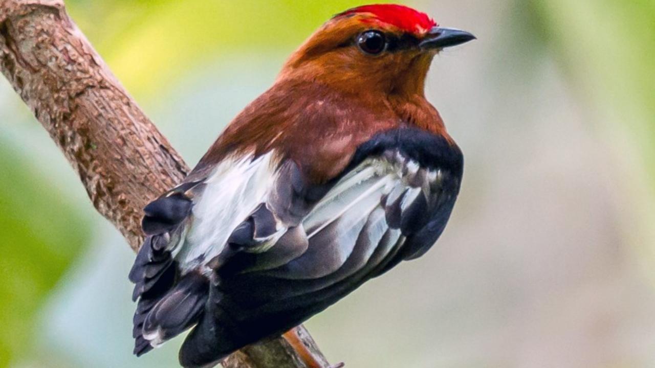 वाद्ययंत्र के तारों की तरह करती है शरीर का इस्तेमाल