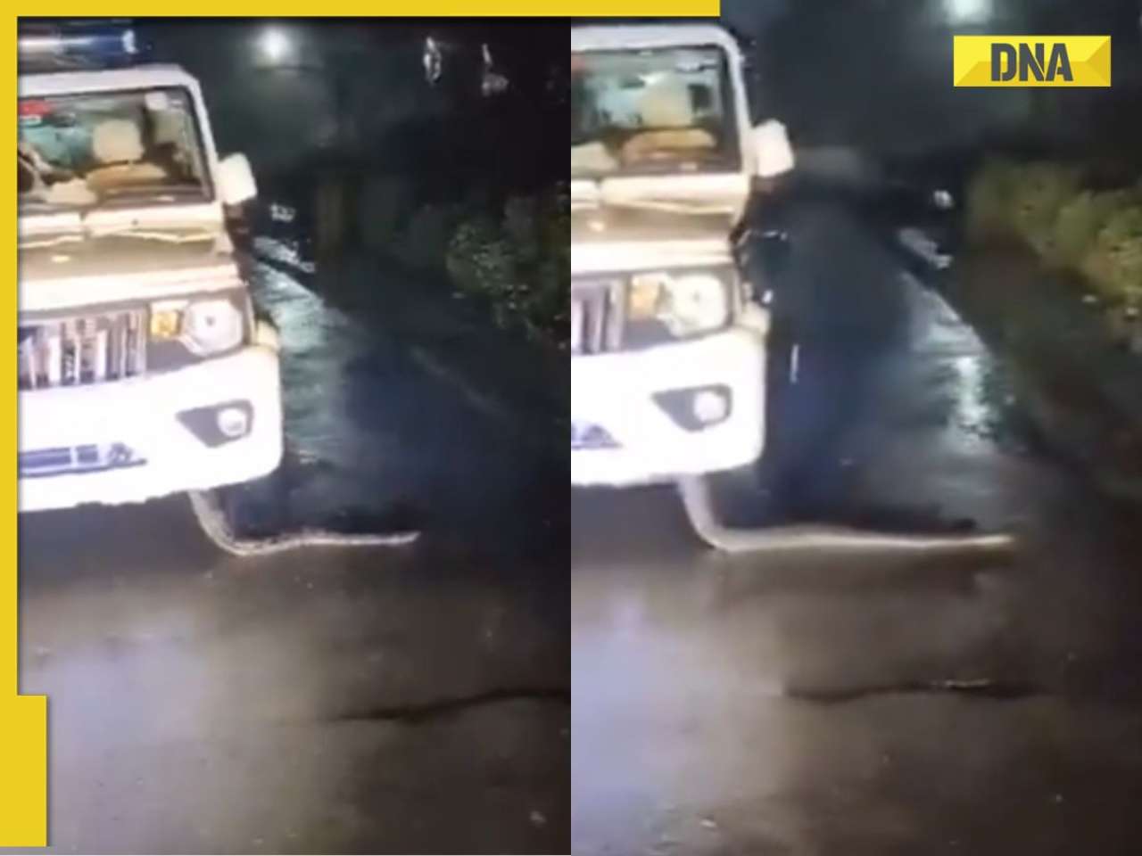 Viral video: Giant python emerges from police jeep in Madhya Pradesh, WATCH