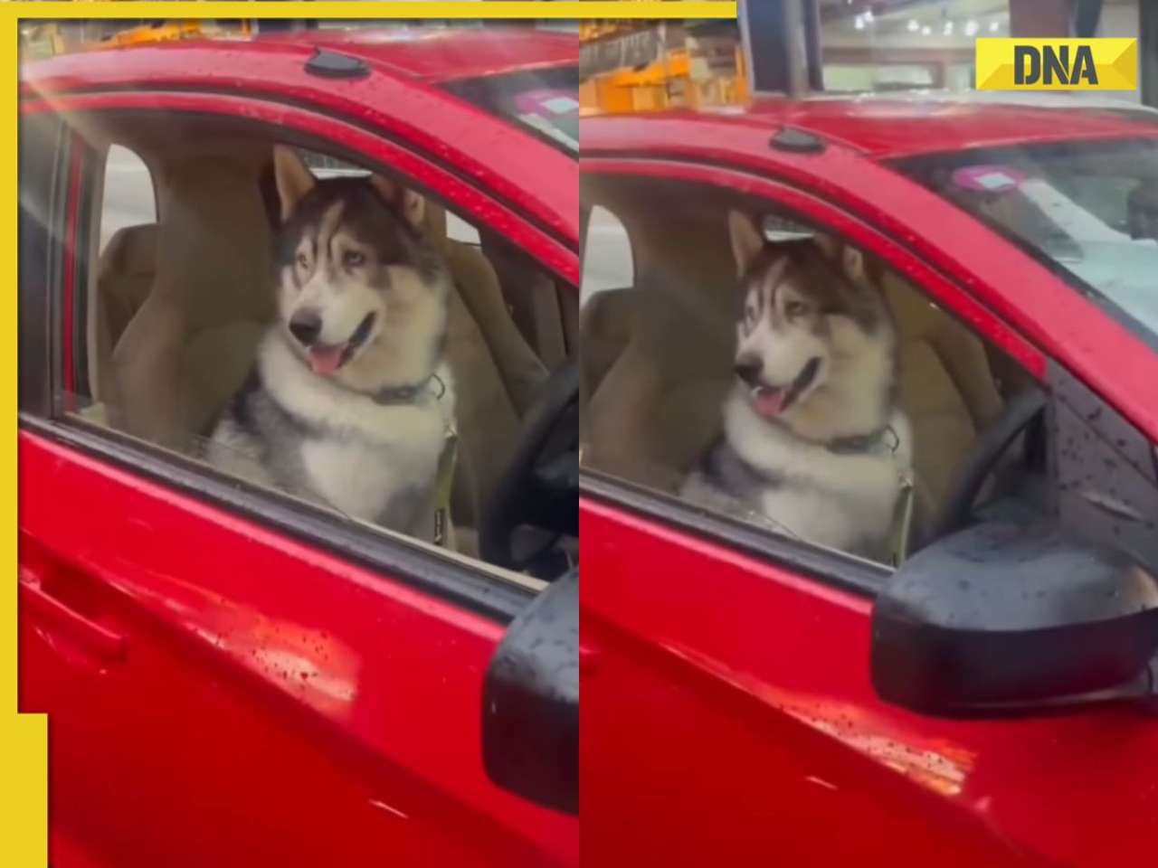 Dog behind the wheel? Viral video from Mumbai shows husky in driver’s seat