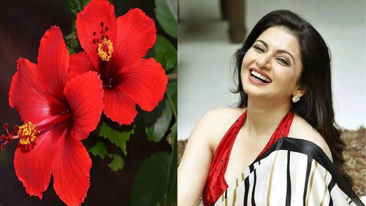 Hibiscus