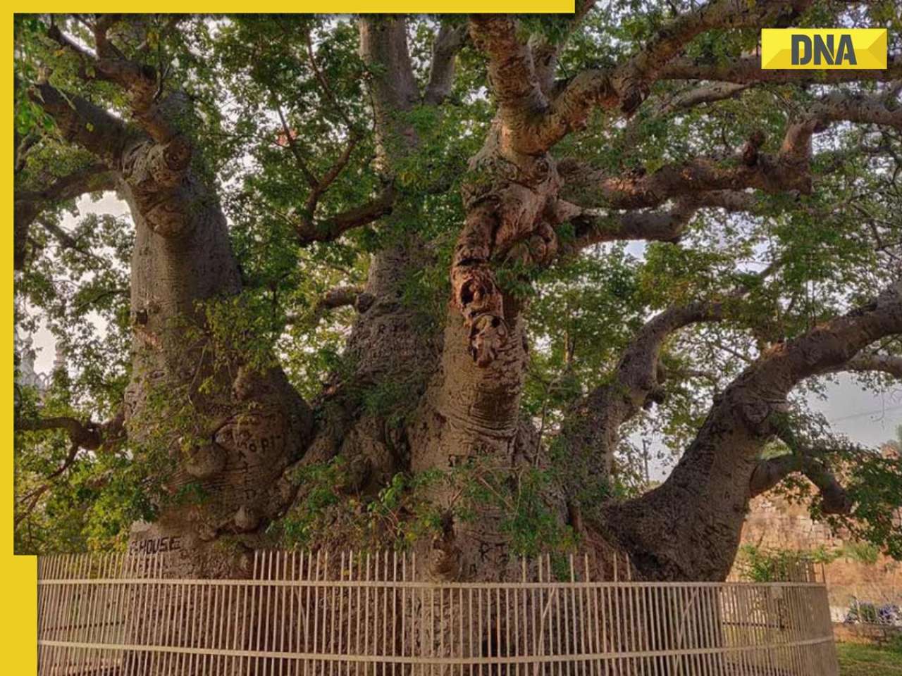 This 450-year-old tree brought to India by Arab traders, can fit 40 people inside, It’s in...