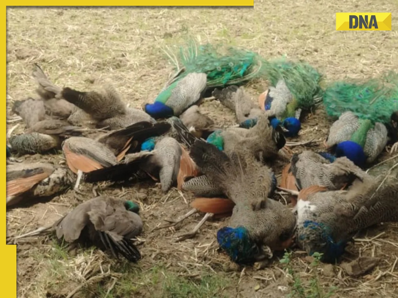 20 peacocks found dead under mysterious circumstances after tigers, monkeys killed in Karnataka due to...