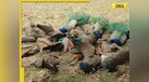  20 peacocks found dead under mysterious circumstances weeks after tigers, monkeys killed in Karnataka due to... 